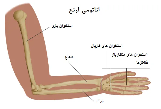 آناتومی آرنج