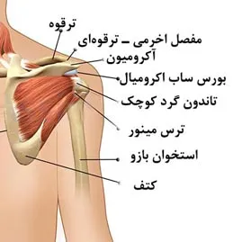 آناتومی و کارکرد شانه